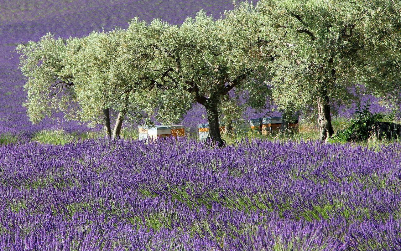 Le Jardin De Celina Bed & Breakfast Valensole Exterior photo